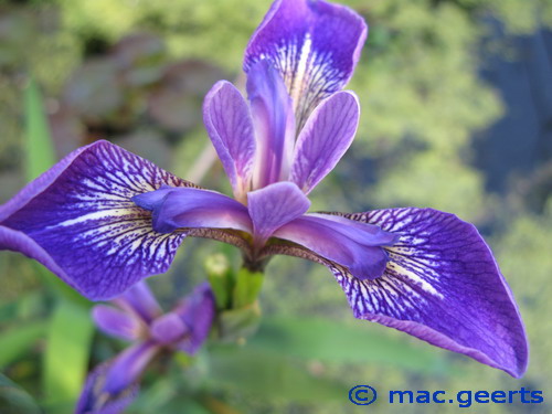 Iris laevigata